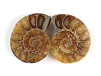 Комплект аммонитов (распиленная ракушка окаменелого моллюска). Мадагаскар. Цена за пару.
Встречаются микровыемки и потертости. Указаны размеры одной створки с погрешностью 1-3 мм.